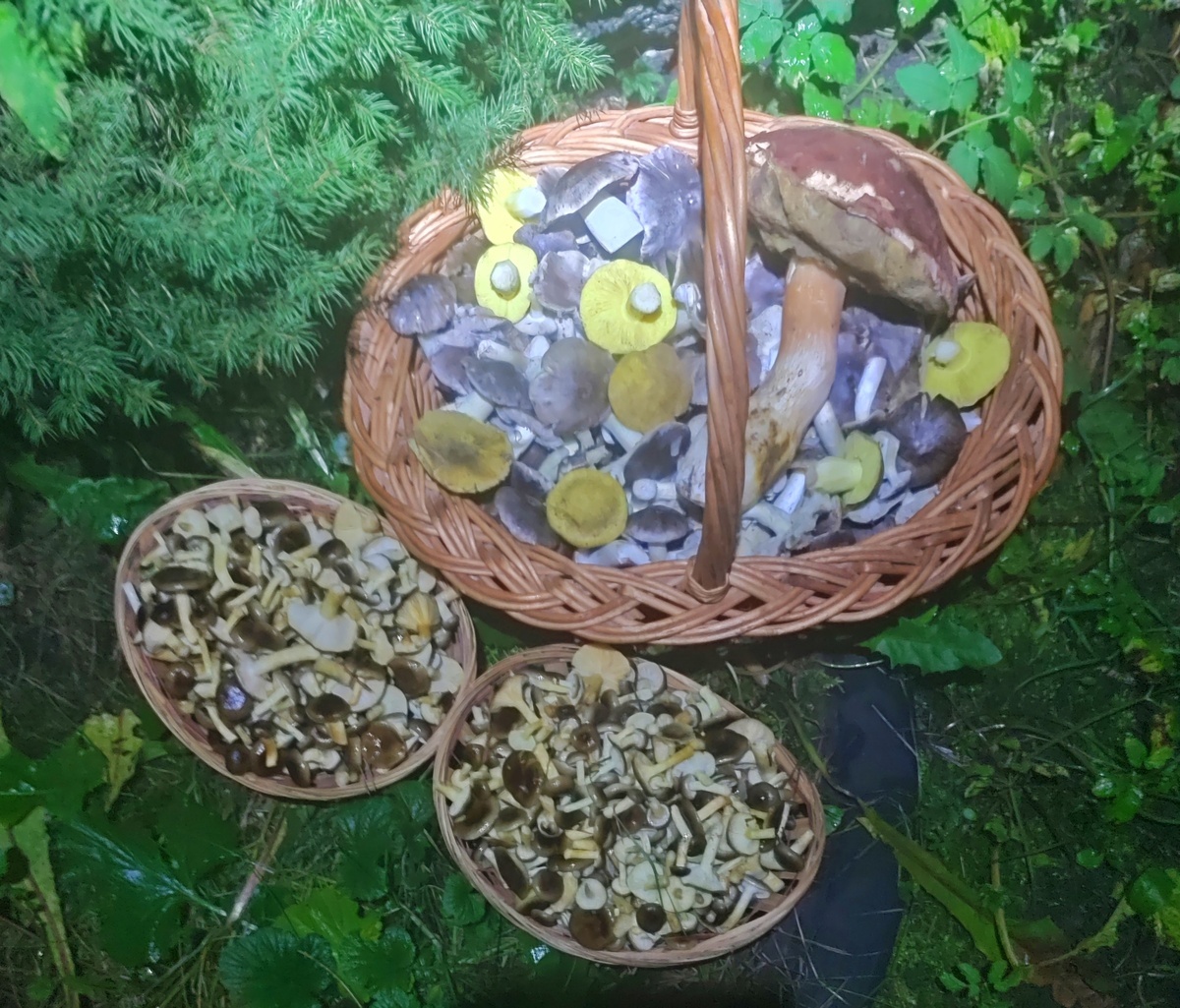 Это только часть добычи в тот день.