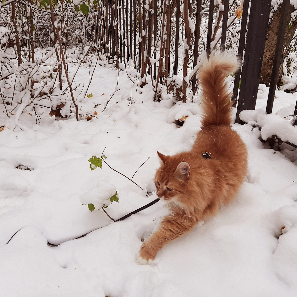 Кто похитил лето?