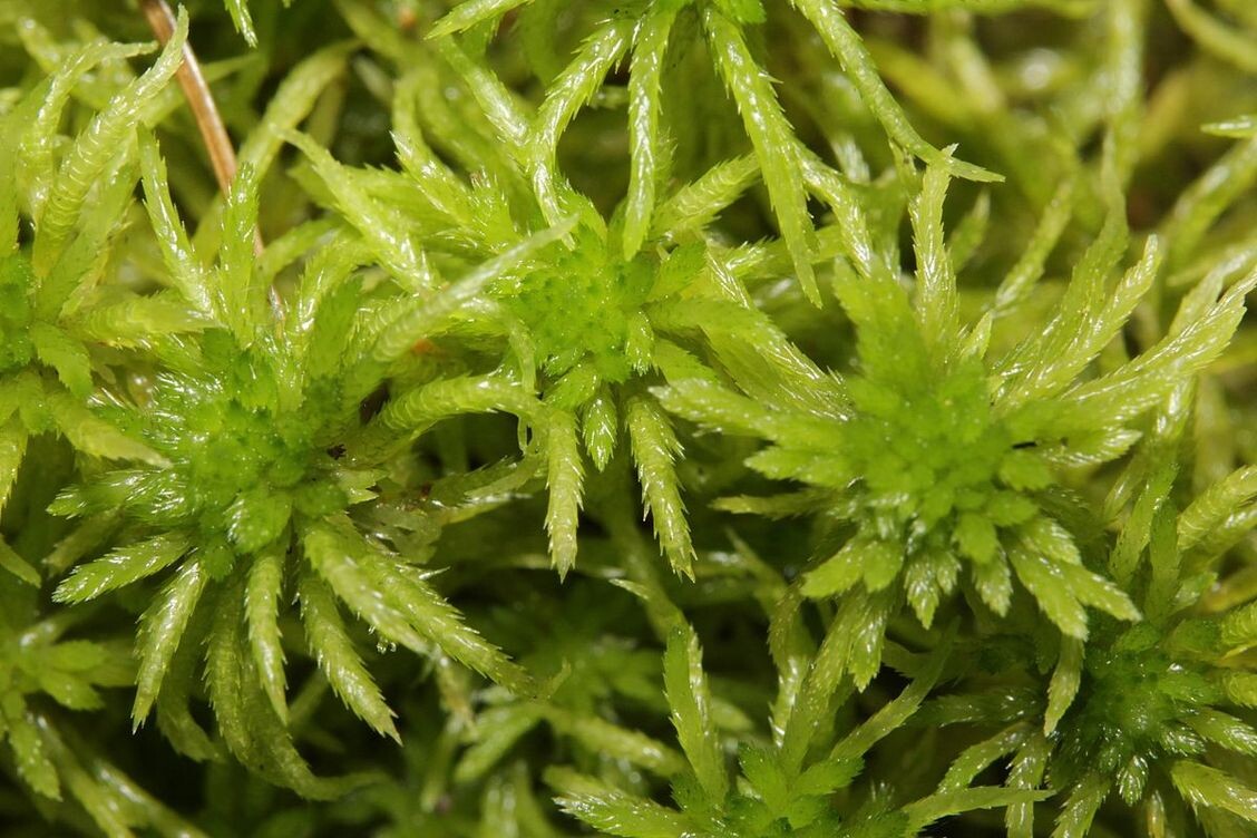 Фото из интернета