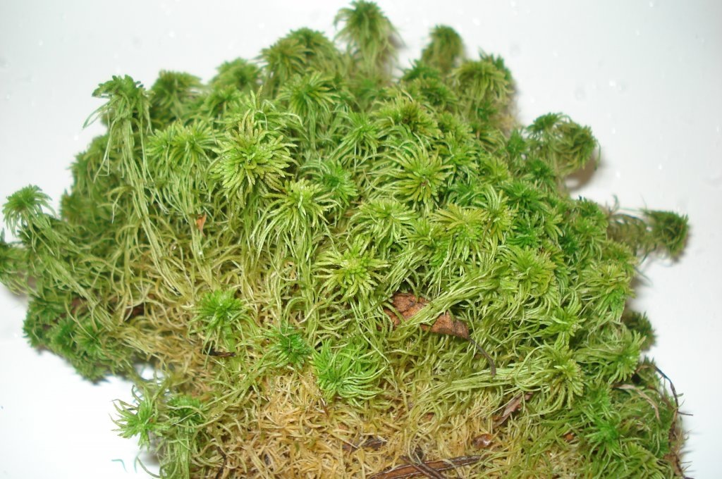 Фото из интернета