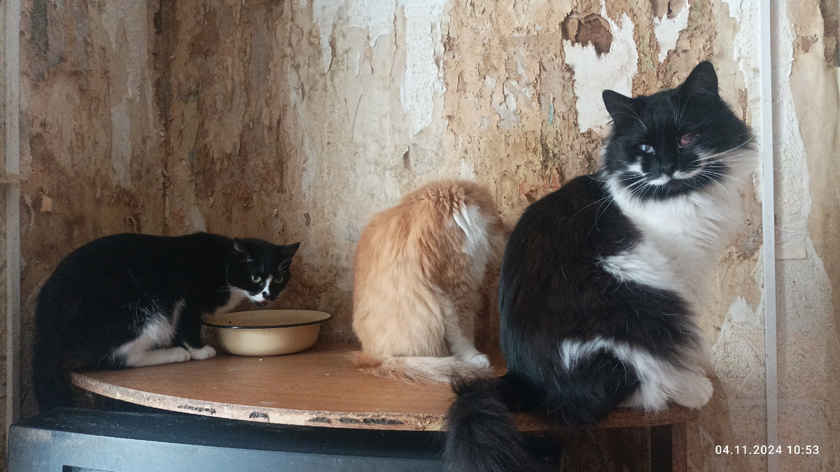 Пятерочка, Алиса, Робик. Первый дом. 