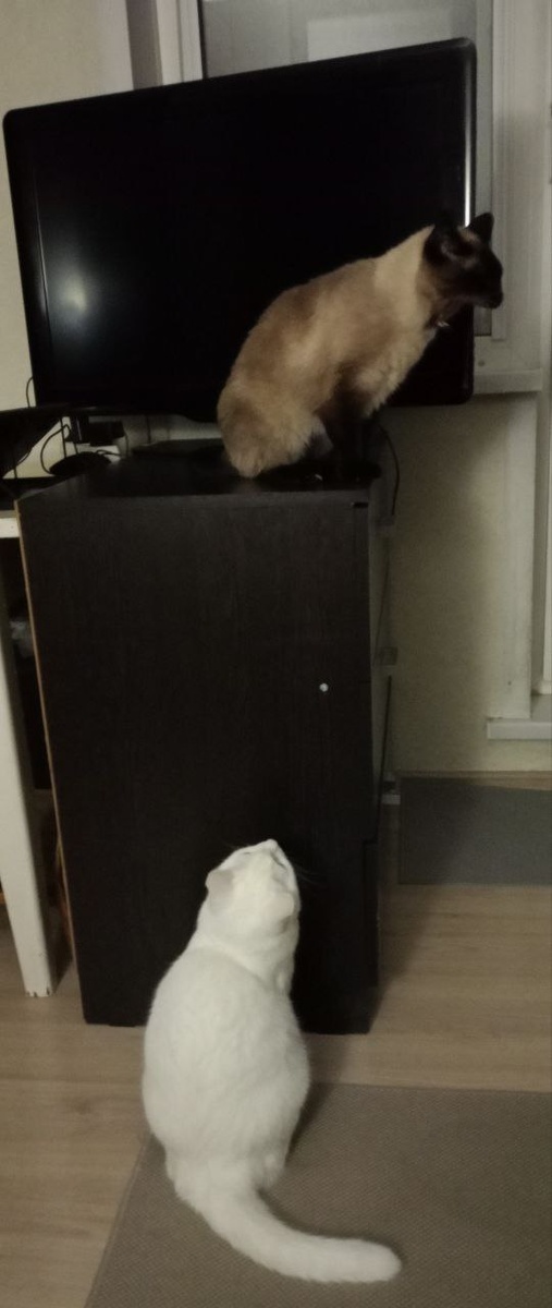 Один поёт  или зевает, другой ему внимает 🐱