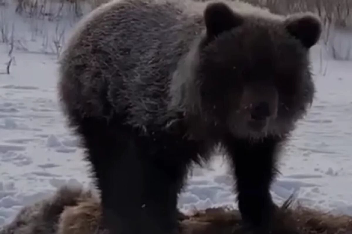    Медвежонка-сироту могли сбить вслед за матерью на Камчатке