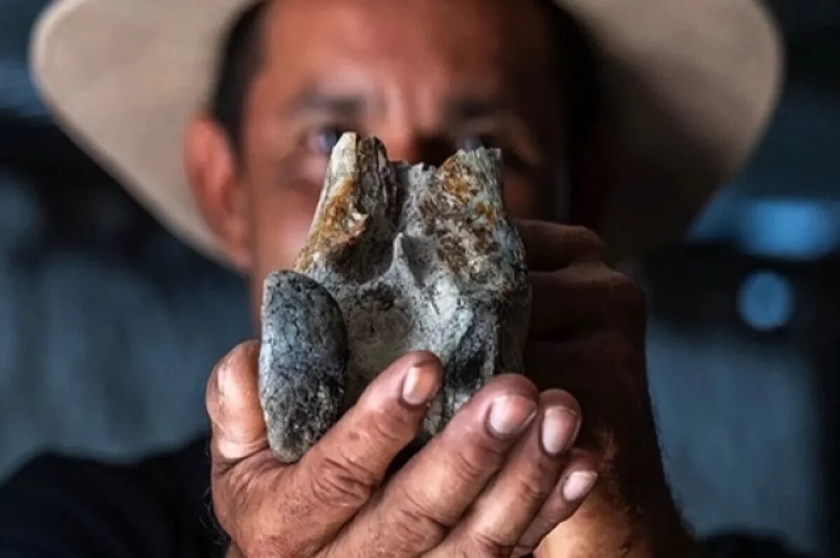    Останки гигантской хищной птицы.