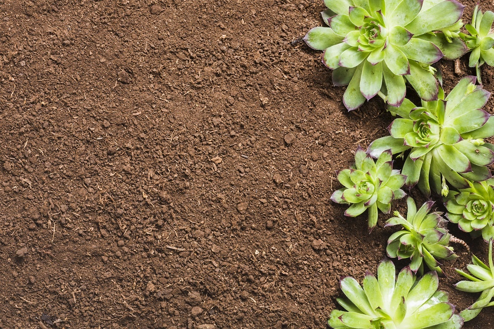 Правильный выбор грунта помогает создать благоприятные условия для роста растений