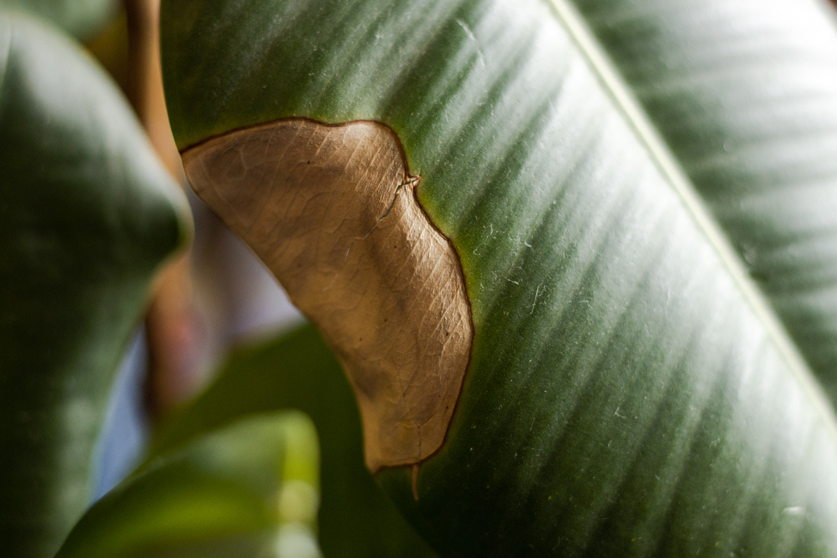 Это не пыль на листьях, ворсинки от ватного диска остались :)