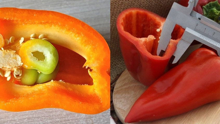 Сравнение толщины стенок отобранных сортов перца при оптимальной влажности 85%