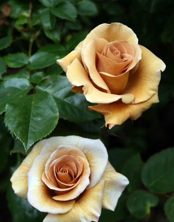 Фото Sue Brown (Flickr)