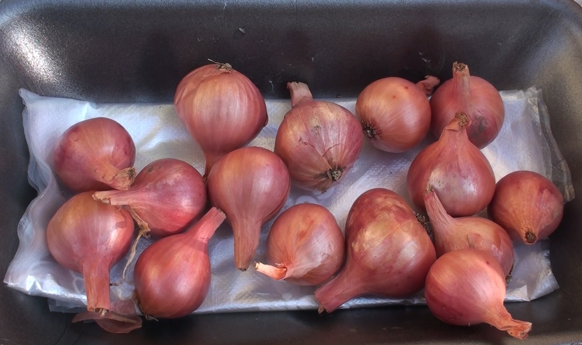 А Вы не забыли посадить семейный лук "сорокозубку" под зиму? 