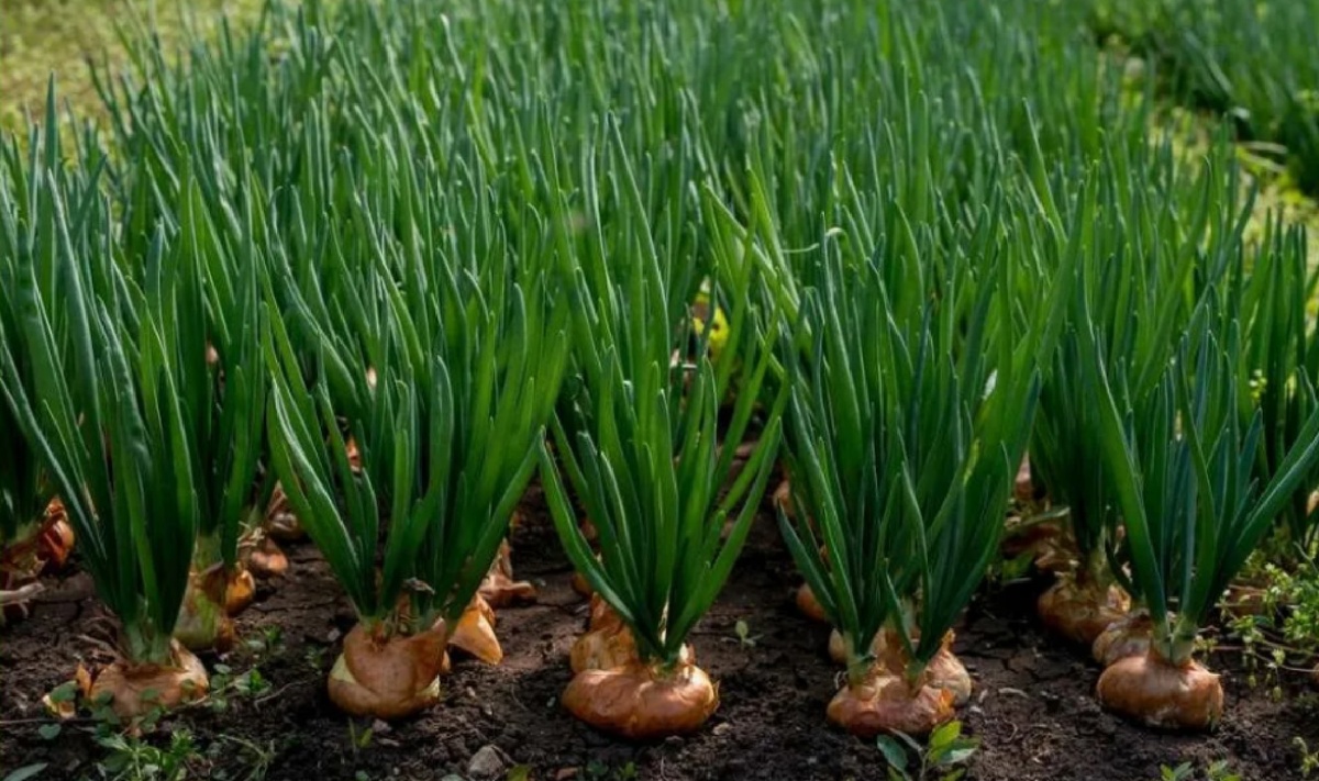 А Вы не забыли посадить семейный лук "сорокозубку" под зиму?