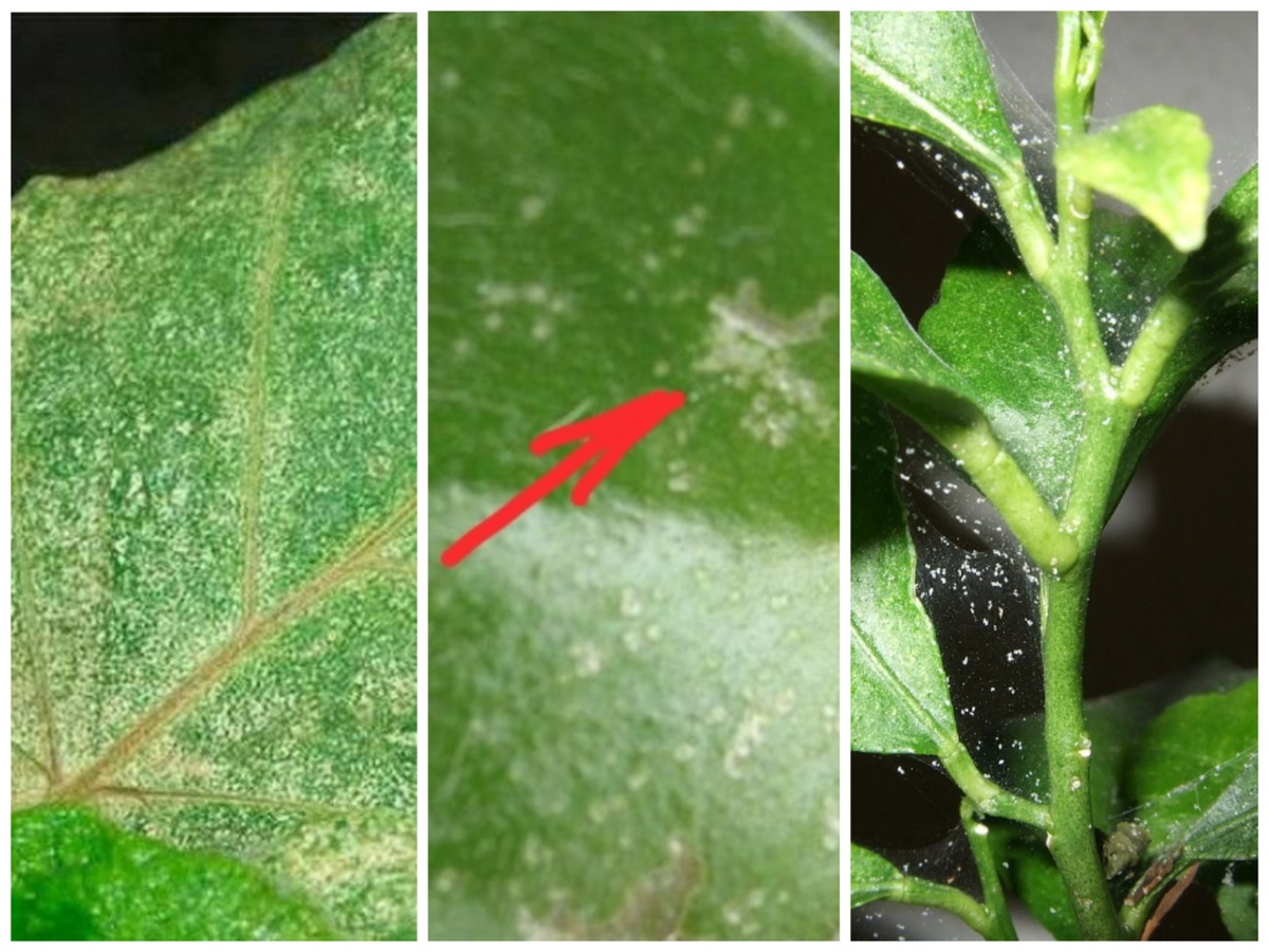 Примерно так. Поражение паутинным клещом разных комнатных растений. 