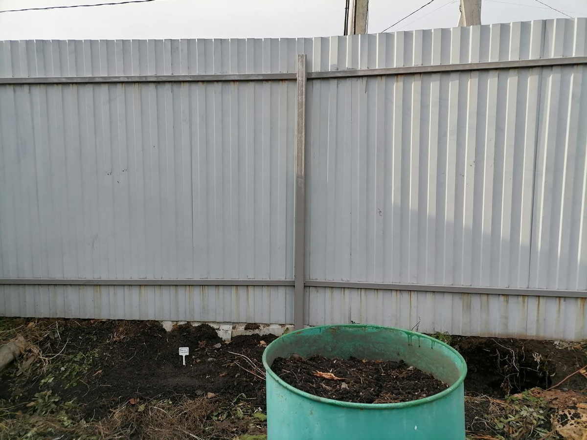 Глухой забор будущим летом украсят подсолнухи, фото автора