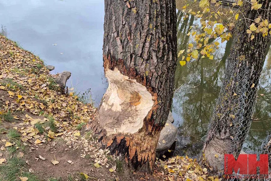    Фото: "Минск-Новости"