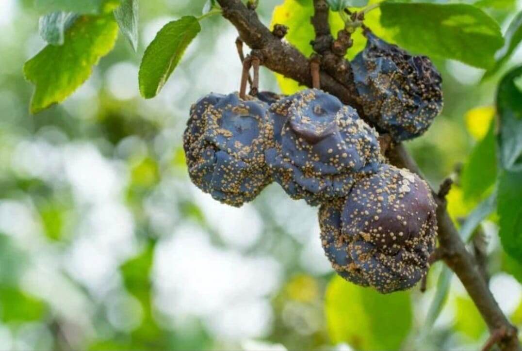 Плодовая гниль 