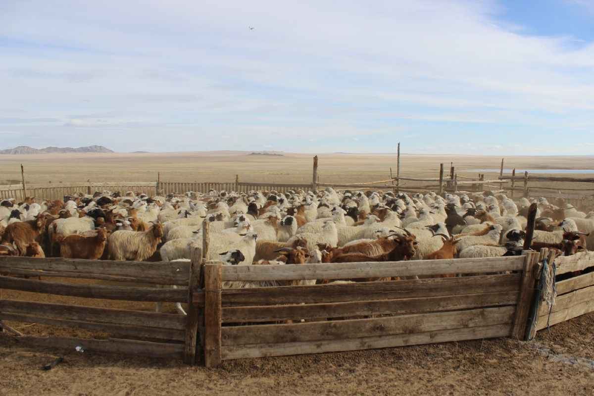 К 2014 году в Туве количество овец и коз составило один миллион 172 тысячи голов.