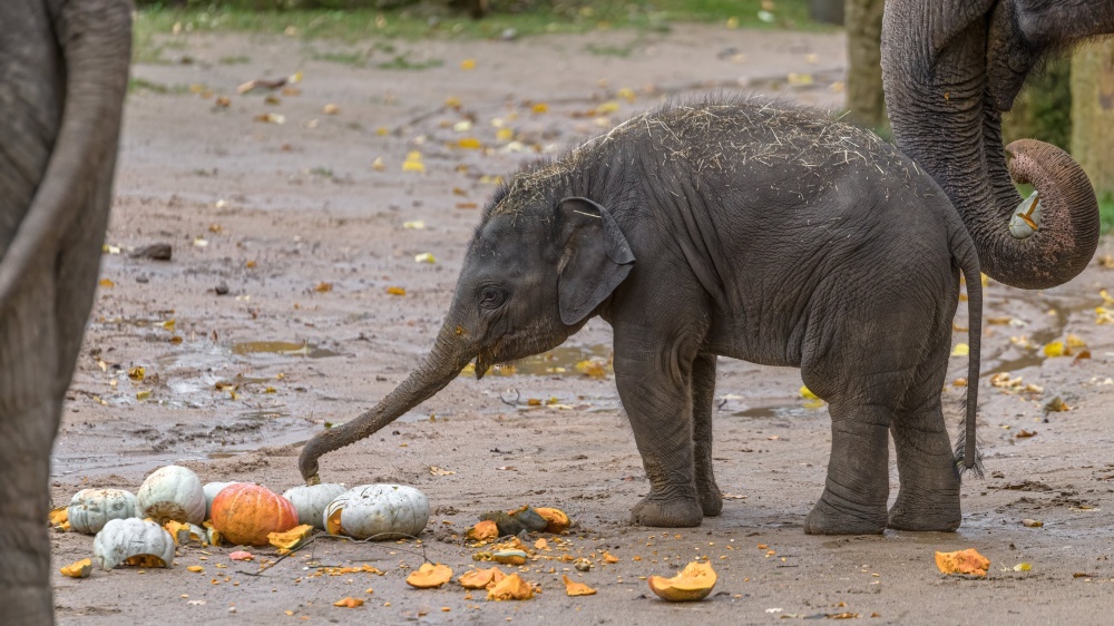 Фото с сайта пражского зоопарка