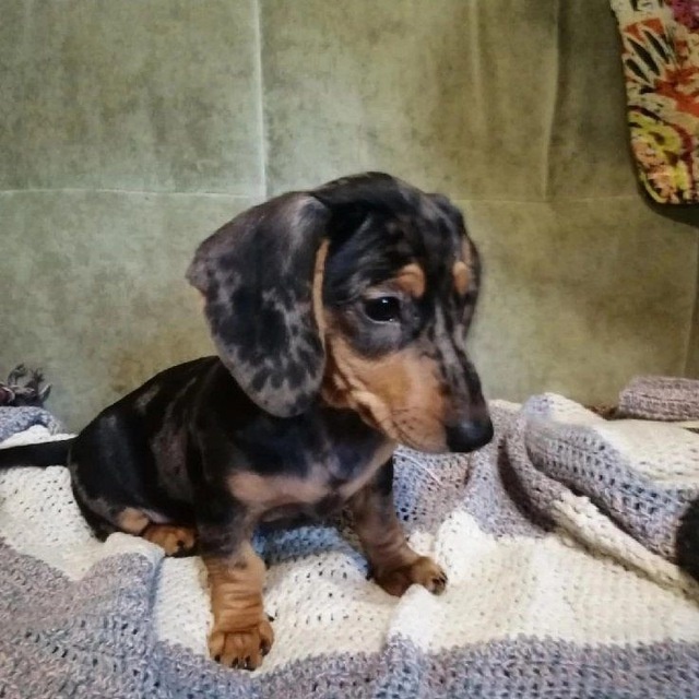 Вот такая пусечка приехала в новый дом