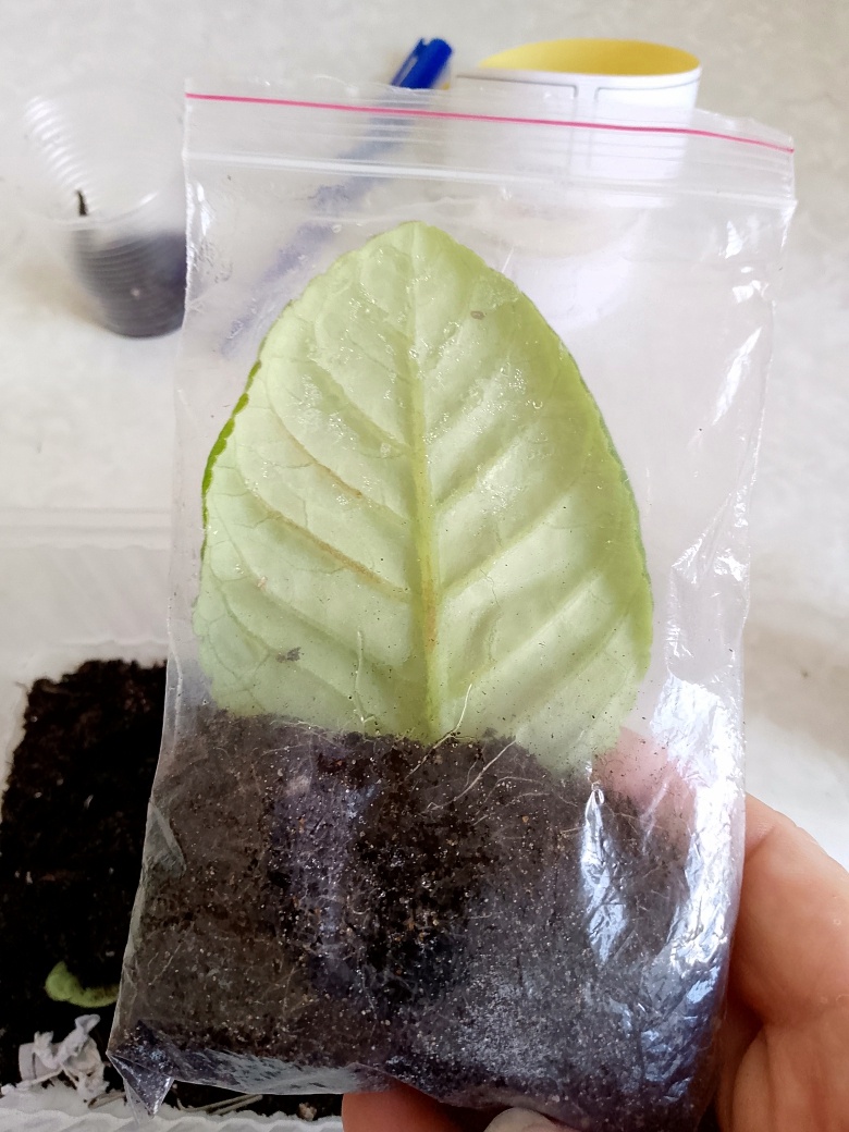 Лист в зиппакете