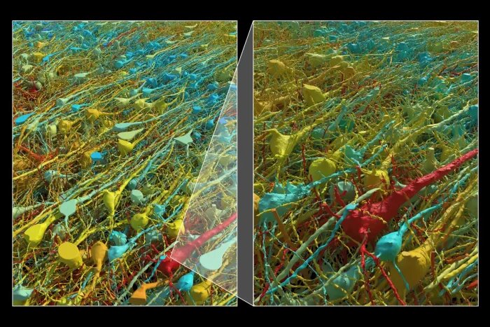 Возбуждающие нейроны, цвет которых зависит от размера: красный — самый большой, синий — самый маленький. Размеры ядер клеток варьируются от 15 до 30 микрометров.