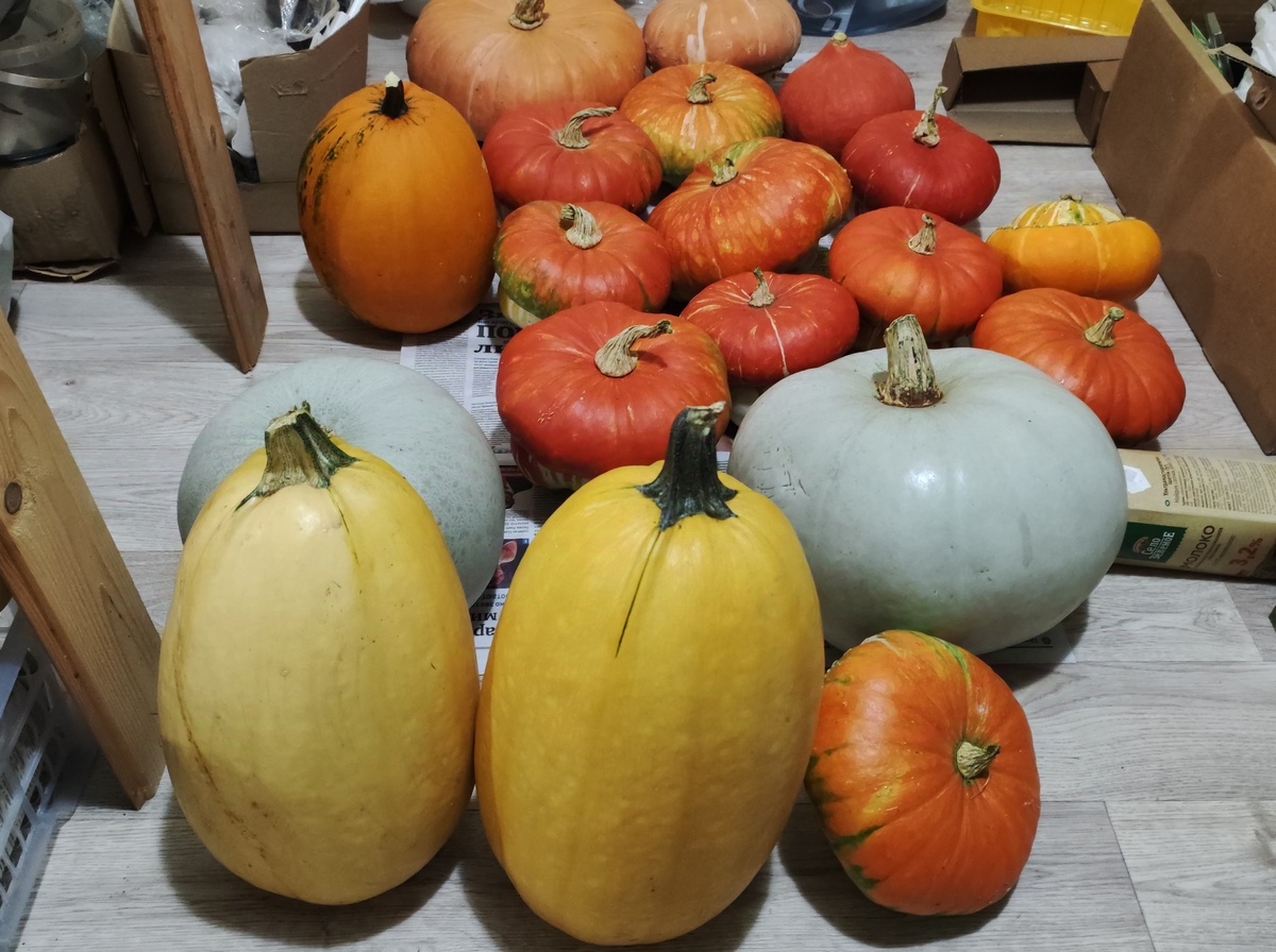 Тыквы на хранении в подвале