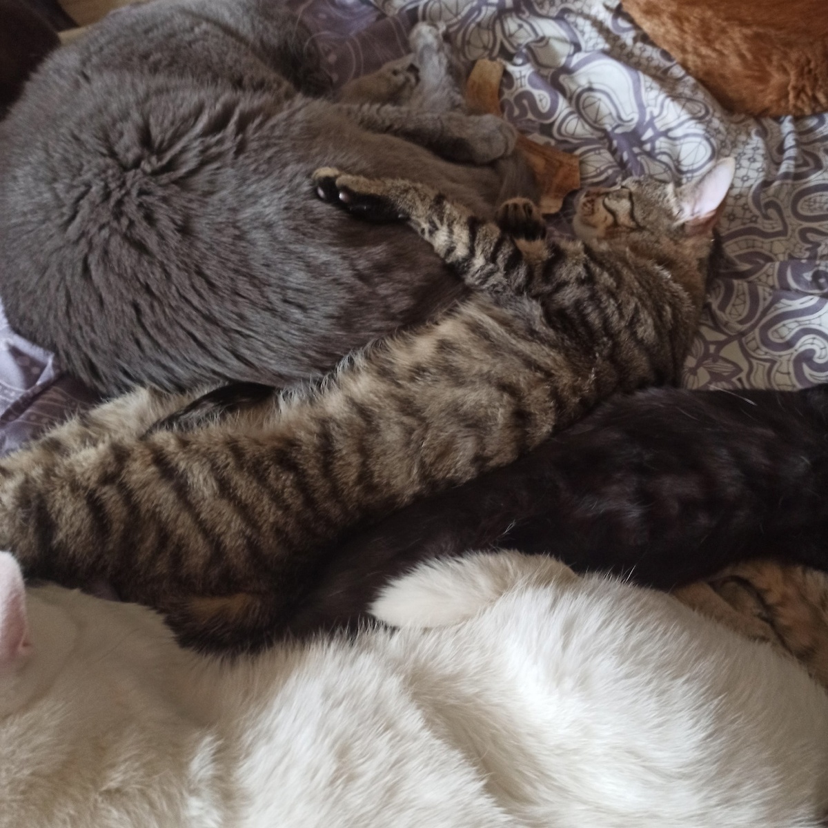 Очень положительный котик
