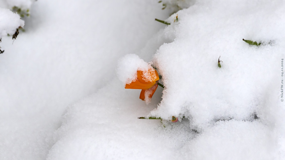 1. Цветы под снегом... © NickFW.ru — 04.11.2024г.