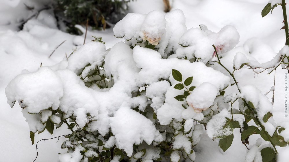2. Цветы под снегом... © NickFW.ru — 04.11.2024г.