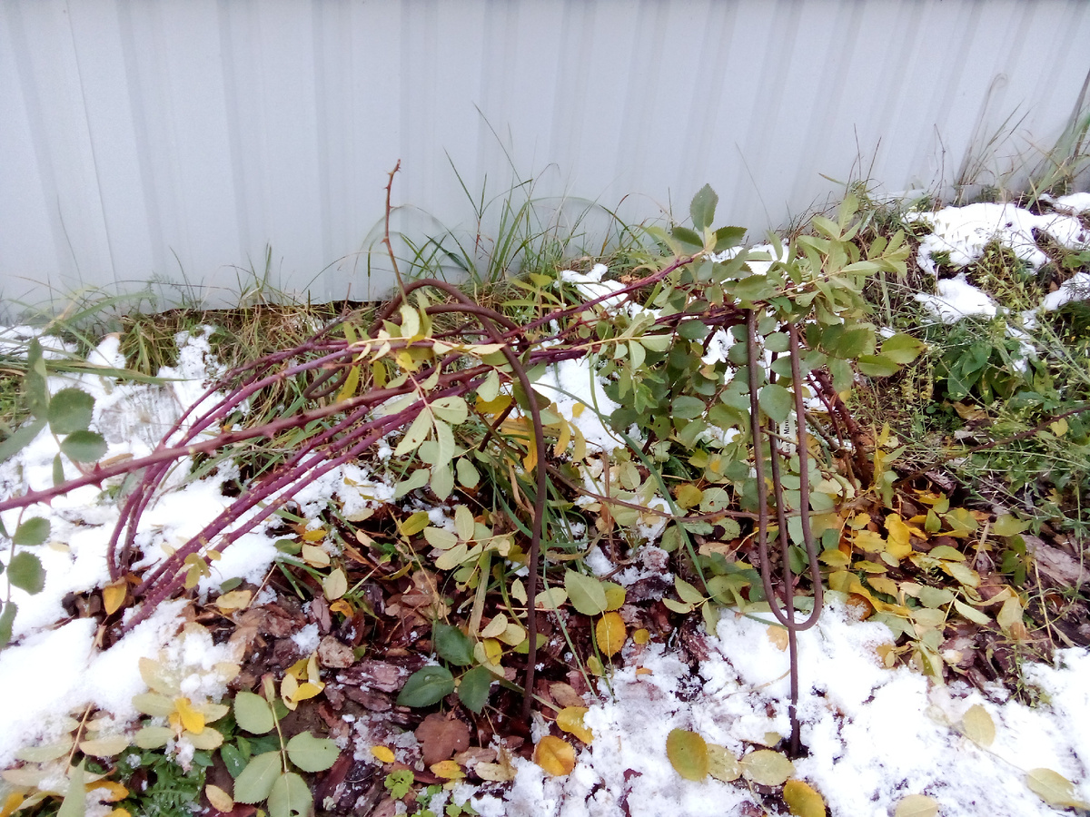 В статье все фото авторские. Мартин с красивыми красными побегами и Александр, чьего цветения я очень жду следующим летом, поскольку в этом он выдал один цветок.