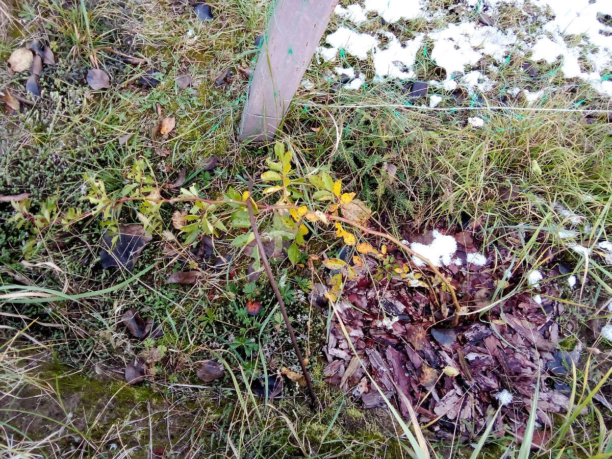 Мой единственный рамблер - Вартбург - у качелей. Бесшипый, можно подходить без перчаток.