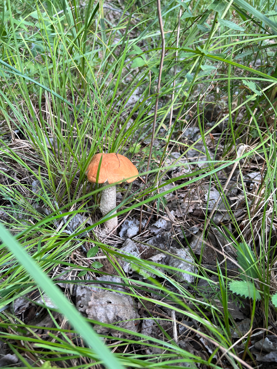 Грибы на участке