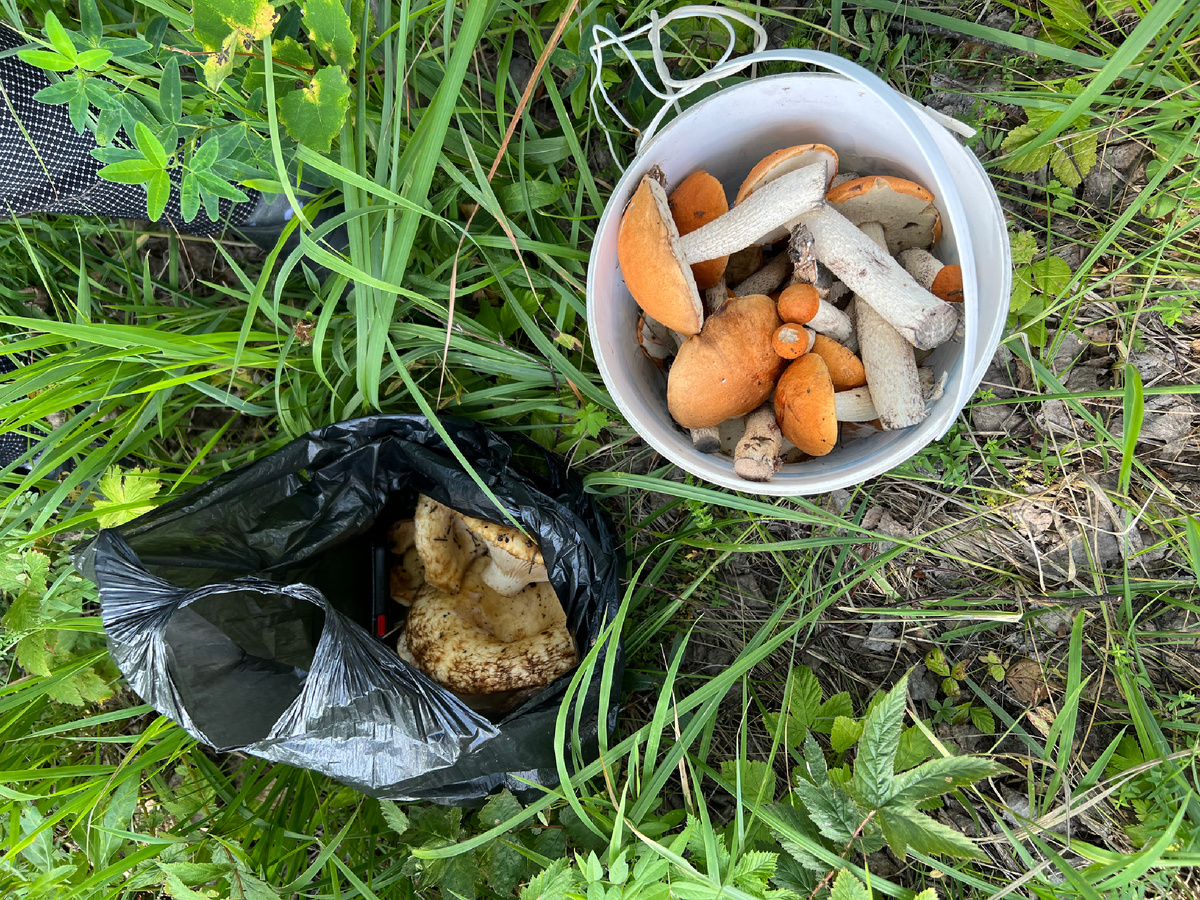 грузди тоже есть