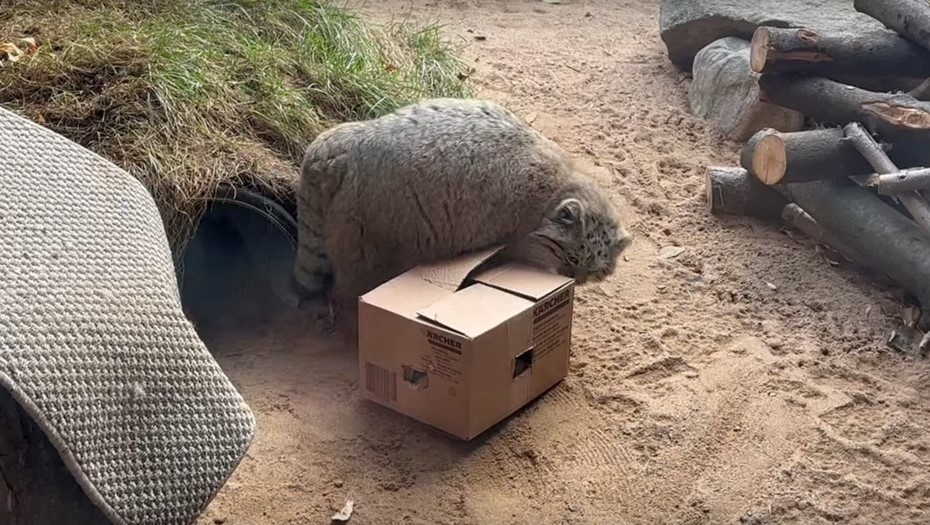    Манул Шу из Ленинградского зоопарка играет картонной коробкой, в которой лежат яблоки. Автор фото: Пресс-служба Ленинградского зоопарка
