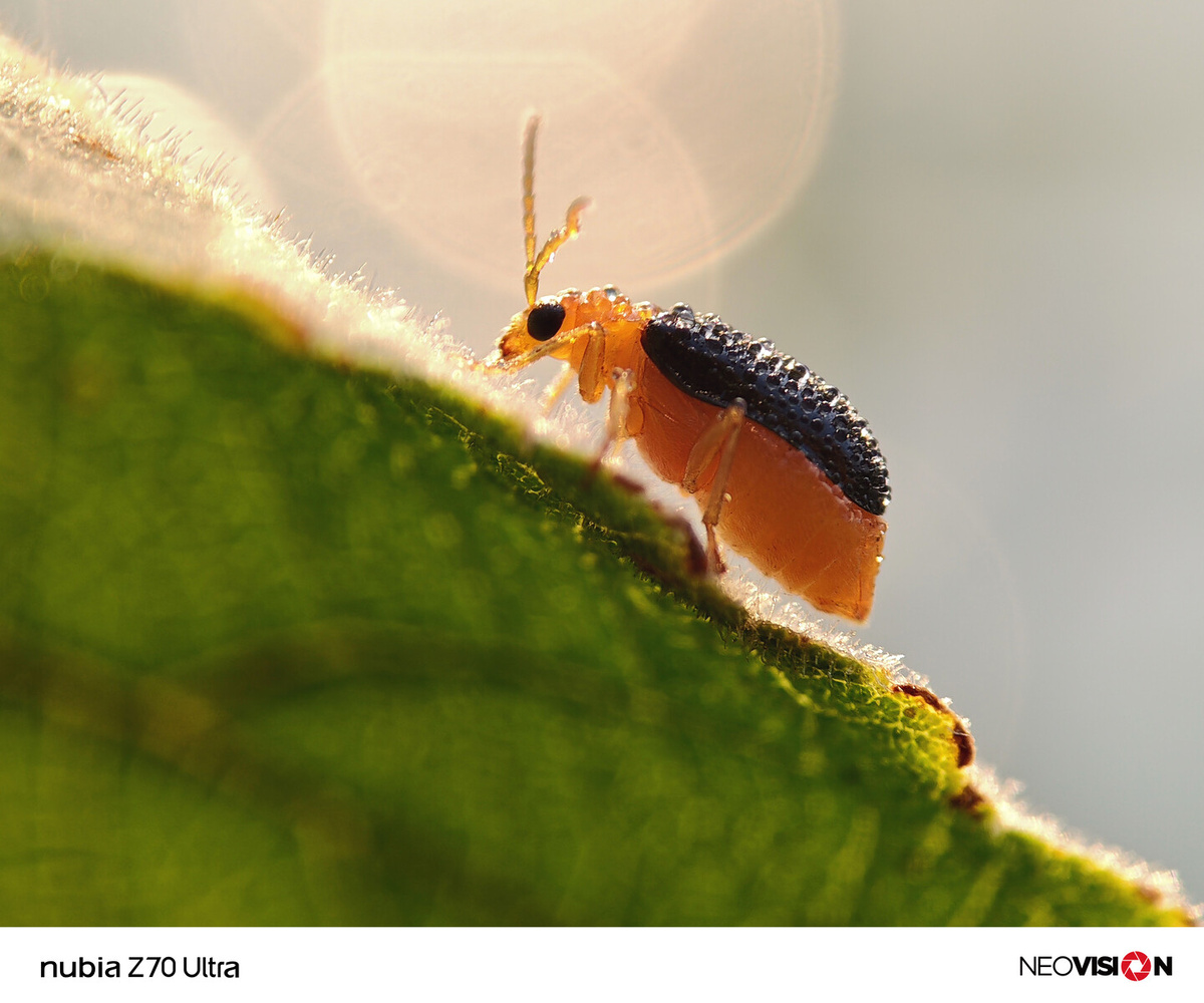    Возможности камеры Nubia Z70 Ultra показали на первых реальных снимках