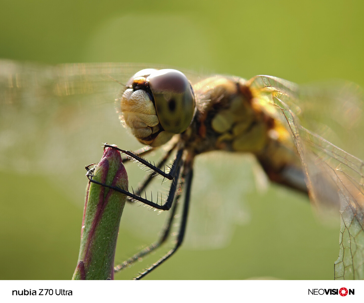    Возможности камеры Nubia Z70 Ultra показали на первых реальных снимках