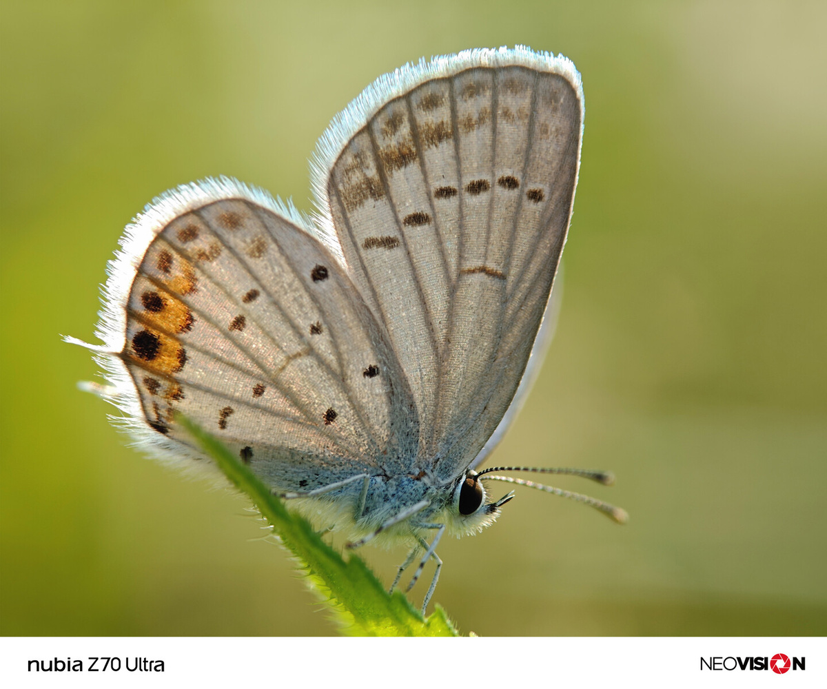    Возможности камеры Nubia Z70 Ultra показали на первых реальных снимках