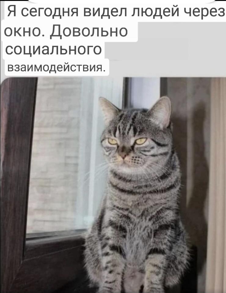 Кот интроверт.