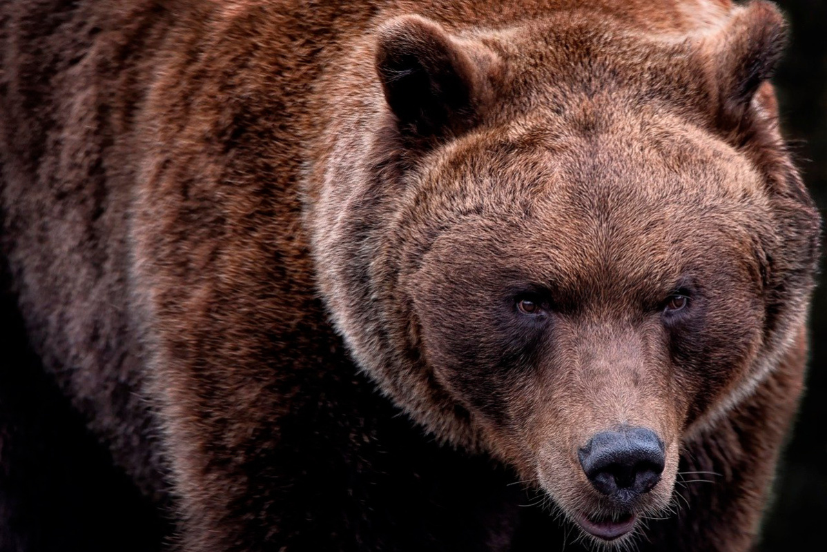    Фото: ambquinn / Pixabay.com