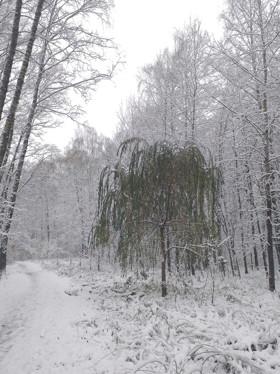 Ива, не сбросившая листву вовремя