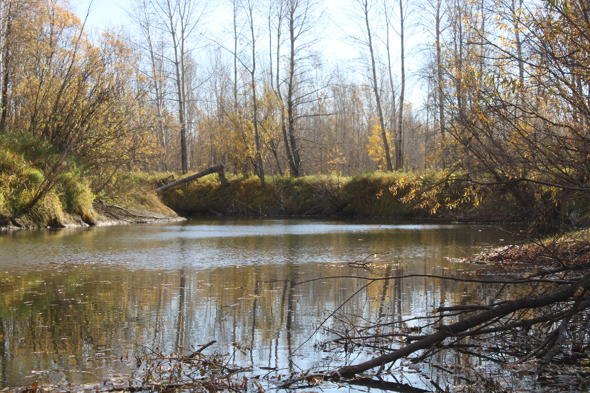 "Бобриное хозяйство". 
Деревья поваленные в воду - это работа местного обитателя!



