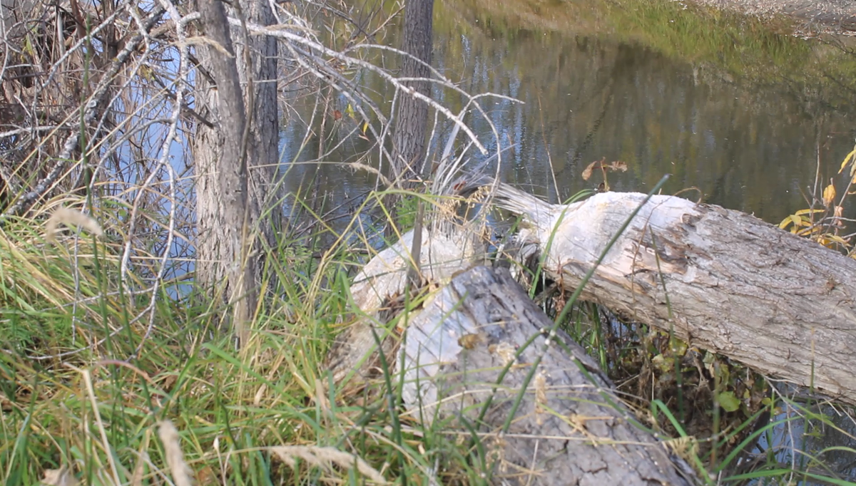 Здесь есть и старые поваленые бобром деревья. Как видно, место среза дерева уже потеряло свой цвет. Прошло уже не мало времени с того момента, как местный хозяин повалил это дерево...