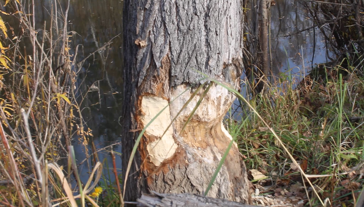 Здесь местный обитатель начал, но пока не завершил свою работу, по валке леса...