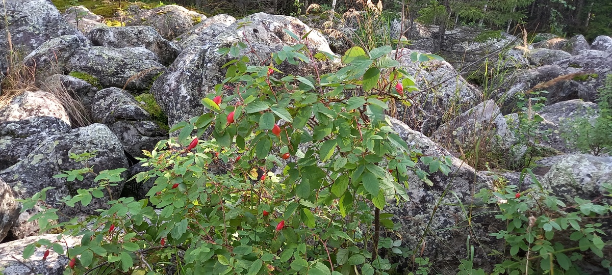 Куст шиповника на большой каменной реке среди Уральских гор