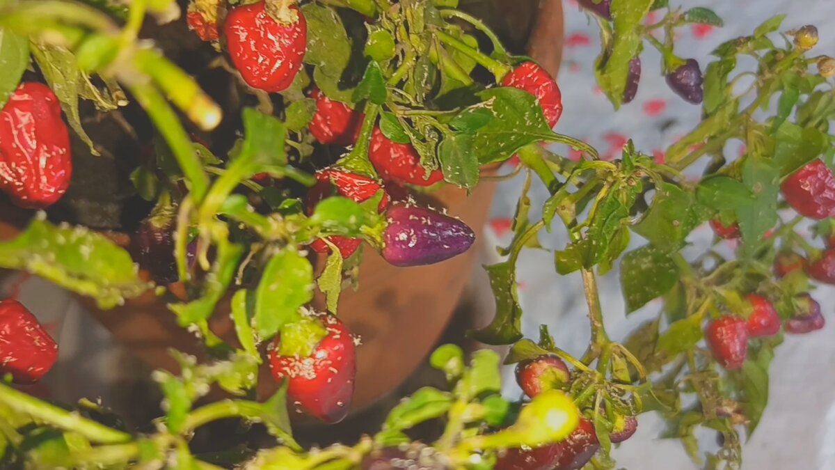 Друзья, я такое вообще впервые вижу!!!