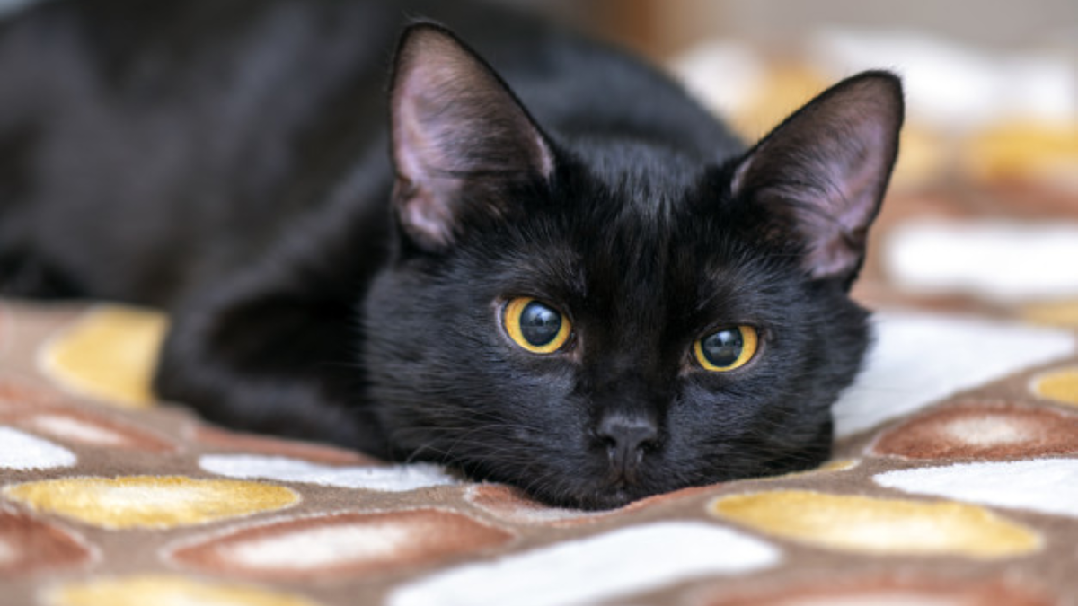 В такую милашку ни одна ведьма не способна вселиться. Изображение: istockphoto.com