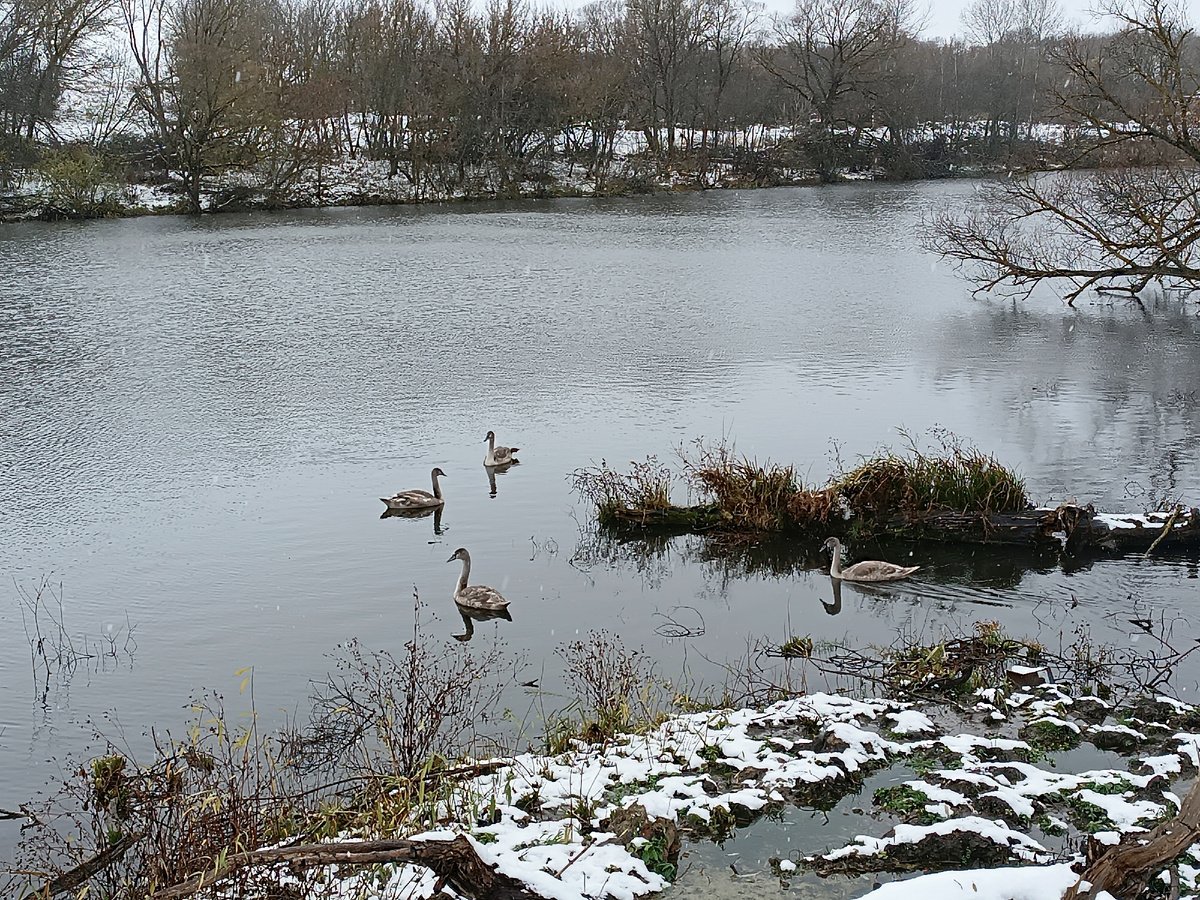 А на пруду молодняк плавает