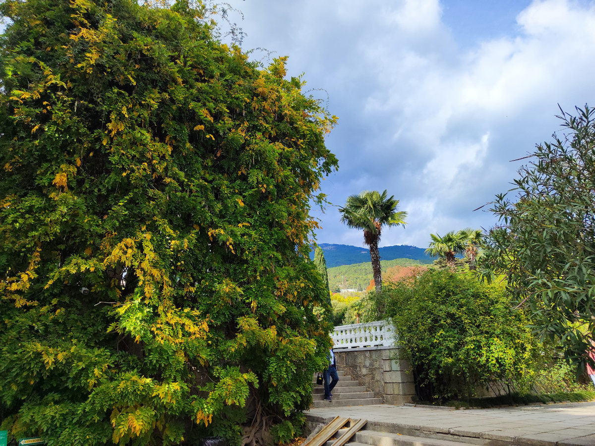 фото на территории  Никитского ботанического сада