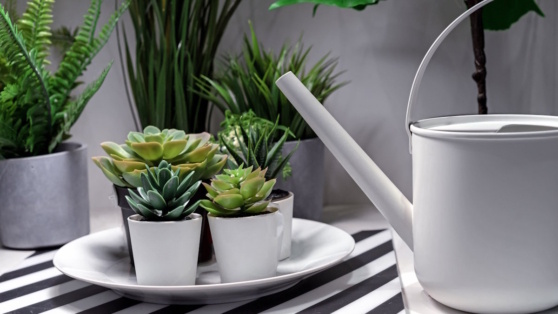    Избыток воды опасен: как часто поливать суккуленты, чтобы они хорошо себя чувствовали Ирина Петрова