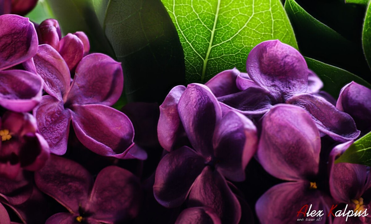 Кавказская цикламен. Но мы считаем его фиалками. Так и есть