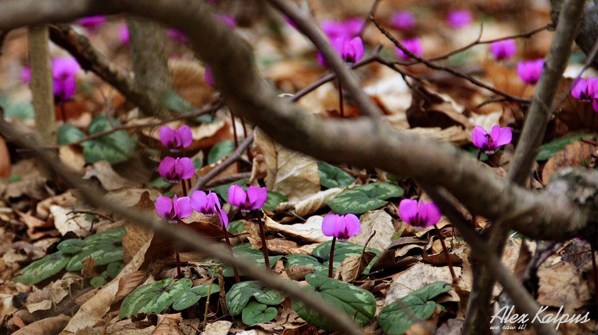 Фиалка Кавказская