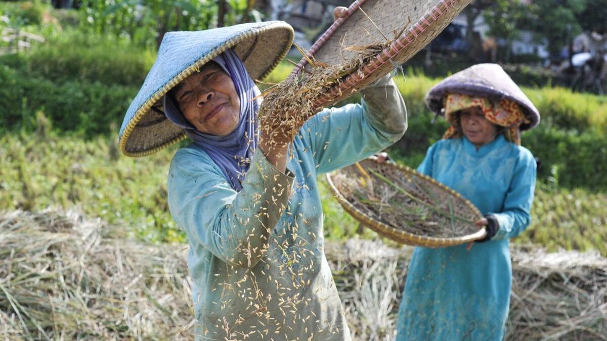    Жительницы Индонезии, расположенной в Юго-Восточной Азии, занимаются повседневными делами — молотят рис на плантации в провинции Западная Ява / Фото: Букбис Чандра Исмет Бэй / РИА Новости